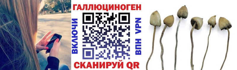Галлюциногенные грибы Psilocybe  Чита 